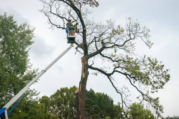 How Our Tree Care Process Works  in  Hamburg, AR