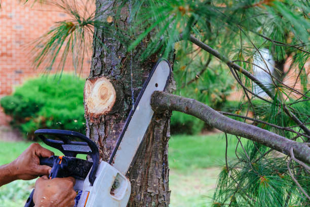 Professional Tree Removal in Hamburg, AR